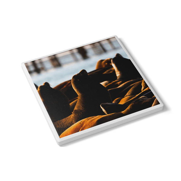 Golden Sea Lions Ceramic Coaster