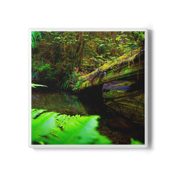 Reflection in The Ferns Ceramic Coaster