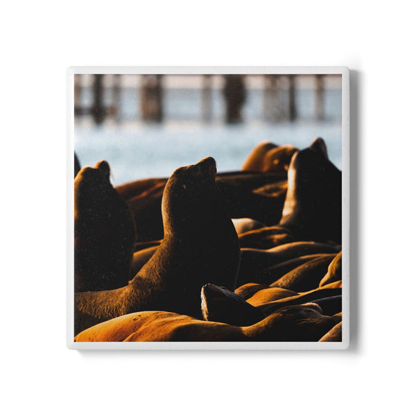 Golden Sea Lions Ceramic Coaster
